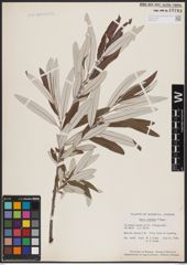 Foto von Salix candida Flüggé ex Willd.